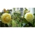 Nasiona Kamelia cytrynowa szt.5 Nxx293
