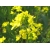 Nasiona Kapusta sitowata Musztarda żółta szt.5 Nxx697