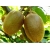 Nasiona Kiwi mini jadalne szt.5 Nxx142