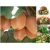 Nasiona Kiwi mini jadalne szt.5 Nxx142