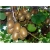 Nasiona Kiwi Złote Serce szt.5 Nxx46