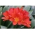 Nasiona Kliwia doniczkowa czerwona szt.5 Nxx431