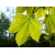 nasiona Klon jawor Acer pseudoplatanus szt5 Fore174