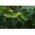 nasiona Klon jawor Acer pseudoplatanus szt5 Fore174