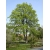 nasiona Klon jawor Acer pseudoplatanus szt5 Fore174