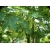 nasiona Klon jawor Acer pseudoplatanus szt5 Fore174