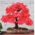 Nasiona Klon bonsai mix  szt.10 Nxx129