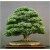 Nasiona Klon bonsai mix  szt.10 Nxx129