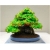 Nasiona Klon bonsai mix  szt.10 Nxx129
