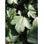 nasiona Klon polny Acer campestre szt5 Fore171