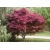 nasiona Klon polny Acer campestre szt5 Fore171