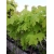 nasiona Klon pospolity Acer platanoides szt5 Fore173