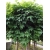 nasiona Klon pospolity Acer platanoides szt5 Fore173