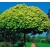 nasiona Klon pospolity Acer platanoides szt5 Fore173