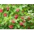 nasiona Klon tatarski Acer tataricum szt5 Fore175