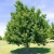 nasiona Klon tatarski Acer tataricum szt5 Fore175