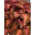 Nasiona Koleus czerw-brązowy szt.10 Nxx367