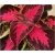 Nasiona Koleus czerw-brązowy szt.10 Nxx367