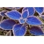 Nasiona Koleus doniczk niebieski szt.5 Nxx553