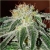 Nasiona Konopie białe szt.5 Nxx75