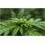 Nasiona Konopie zielone szt.5 Nxx330