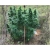 Nasiona Konopie zielone szt.5 Nxx330