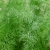 Nasiona Koperek karłowaty balkonowy szt.10 Nxx747