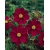 Nasiona Kosmos czerwony cosmos szt.10 Nxx712