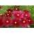 Nasiona Kosmos czerwony cosmos szt.10 Nxx712