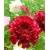 Nasiona Kosmos podwójny czerwony szt.5 Nxx641