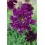 Nasiona Kosmos podwójny fioletowy szt.5 Nxx640