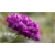 Nasiona Kosmos podwójny fioletowy szt.5 Nxx640