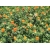 Nasiona Krokosz barwierski pomarańcz szt.5 Nxx699