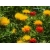 Nasiona Krokosz barwierski pomarańcz szt.5 Nxx699