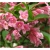 Nasiona Krzewuszka Weigela mix szt.5 Nxx296
