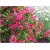 Nasiona Krzewuszka Weigela mix szt.5 Nxx296