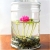 Nasiona Kwiat lotos mini mix szt.5 N193