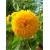 Nasiona Kwiat słońce szt.5 Nxx74