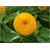 Nasiona Kwiat słońce szt.5 Nxx74