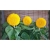 Nasiona Kwiat słońce szt.5 Nxx74