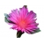 Nasiona Kwiat sukulent różowy szt.5 N272