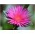 Nasiona Kwiat sukulent różowy szt.5 Nxx272