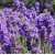 Nasiona Lawenda wąskolistna szt.10 Nxx346