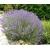 Nasiona Lawenda wąskolistna szt.10 Nxx346