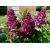 nasiona Lilak pospolity Syringa vulgaris szt5 Fore231