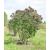 nasiona Lilak pospolity Syringa vulgaris szt5 Fore231