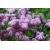 nasiona Lilak pospolity Syringa vulgaris szt5 Fore231