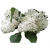 Nasiona Lilak bez biały szt.10 N419
