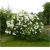 Nasiona Lilak bez biały szt.10 Nxx419