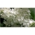 Nasiona Lilak bez biały szt.10 Nxx419
